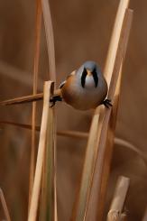 Bigotudo - Bearded reedling