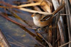 Bigotudo - Bearded reedling