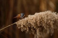 Bigotudo - Bearded reedling