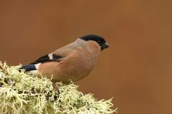 Camachuelo - Bullfinch