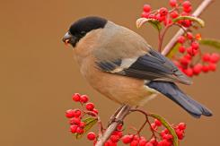 Camachuelo - Bullfinch