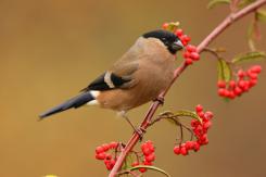 Camachuelo - Bullfinch