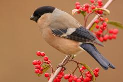 Camachuelo - Bullfinch