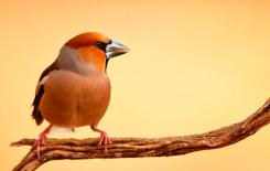 Pico gordo - Hawfinch