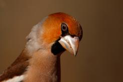 Pico gordo - Hawfinch