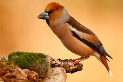 Pico gordo - Hawfinch