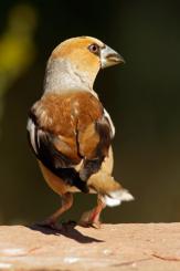 Pico gordo - Hawfinch