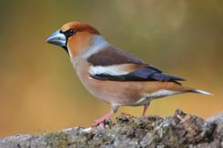 Pico gordo - Hawfinch