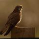 Descripción: Cernícalo vulgar (Falco tinunnculus)