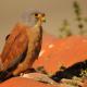 Descripción: Cernícalo primilla (Falco naumanni
