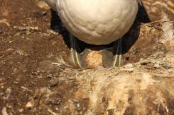Alcatraz - Northern Gannet