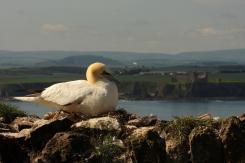 Alcatraz - Northern Gannet