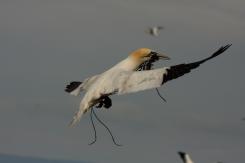 Alcatraz - Northern Gannet