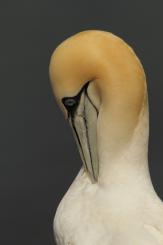 Alcatraz - Northern Gannet