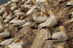 Alcatraz - Northern Gannet