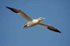Alcatraz - Northern Gannet