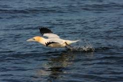 Alcatraz - Northern Gannet