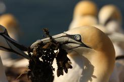 Alcatraz - Northern Gannet