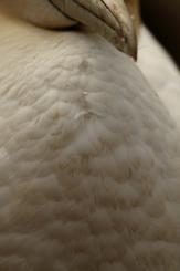 Alcatraz - Northern Gannet