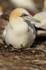 Alcatraz - Northern Gannet