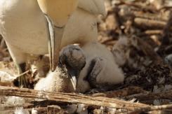 Alcatraz - Northern Gannet