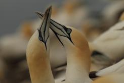 Alcatraz - Northern Gannet