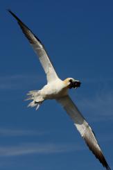 Alcatraz - Northern Gannet