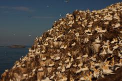 Alcatraz - Northern Gannet