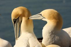 Alcatraz - Northern Gannet