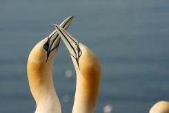 Alcatraz - Northern Gannet