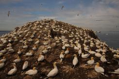 Alcatraz - Northern Gannet