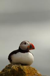 Frailecillo - Atlantic puffin