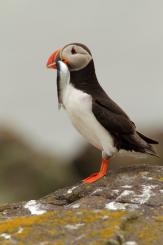 Frailecillo - Atlantic puffin