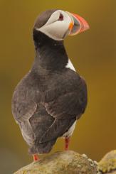 Frailecillo - Atlantic puffin