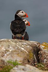 Frailecillo - Atlantic puffin