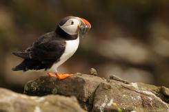 Frailecillo - Atlantic puffin