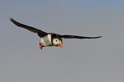 Frailecillo - Atlantic puffin