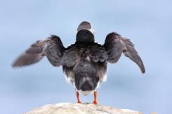 Frailecillo - Atlantic puffin