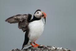 Frailecillo - Atlantic puffin
