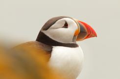 Frailecillo - Atlantic puffin