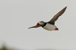 Frailecillo - Atlantic puffin