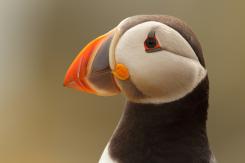 Frailecillo - Atlantic puffin