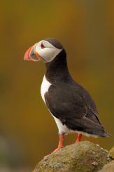 Frailecillo - Atlantic puffin