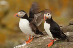 Frailecillo - Atlantic puffin