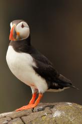 Frailecillo - Atlantic puffin