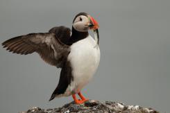 Frailecillo - Atlantic puffin