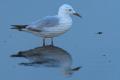 Gaviota Picofina (Larus genei)