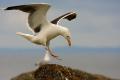 Gavión atlántico (Larus marinus)