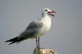 Gaviota de Audouin (Larus audouinii)