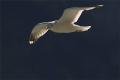 Vuelo de Gaviota cana II (Larus canus)